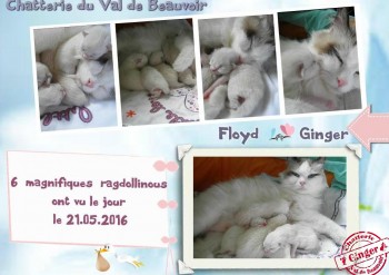 naissances de 6 chatons le 21.05.2016 - Chatterie Ragdolls du Val de Beauvoir